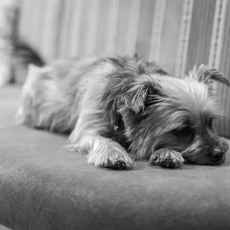 酒店 Bar & Restaurant 盖洛斯