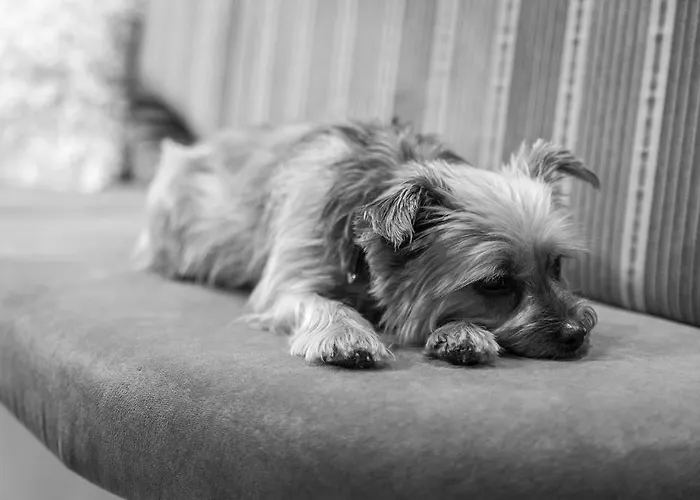 Hotel Bar & Restaurant Gerlos